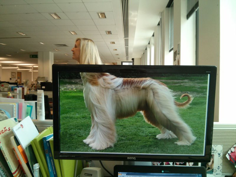 coworkers-add-their-heads-to-animals-on-desktop-backgrounds-21