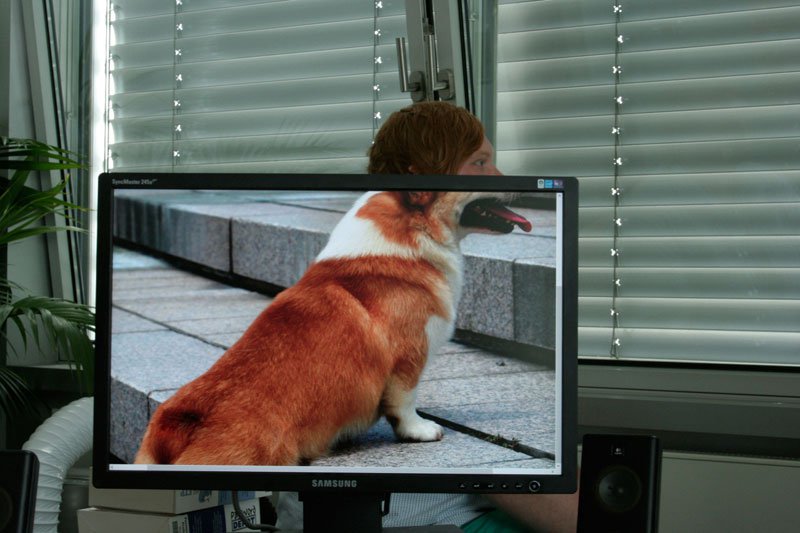 coworkers-add-their-heads-to-animals-on-desktop-backgrounds-22