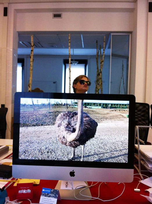 coworkers-add-their-heads-to-animals-on-desktop-backgrounds-26