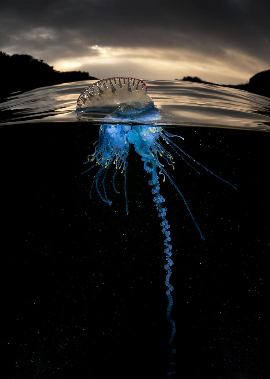 Physalia physalis (bluebottle) taken as an over/under image in Bushrangers Bay, NSW Australia. After strong NE winds hundreds of these zooids were blown into the bays around Shellharbour and trapped overnight. Post processing is limited to colour temp and small amounts of burning. Also slightly cropped.