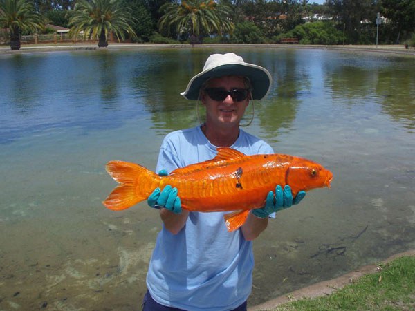 เมื่อปลาทองกลายพันธุ์