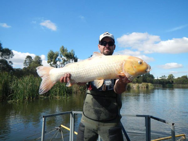 เมื่อปลาทองกลายพันธุ์