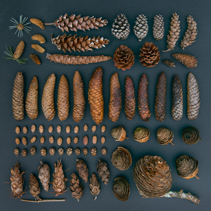 everyday-objects-arrangements-emily-blincoe-20