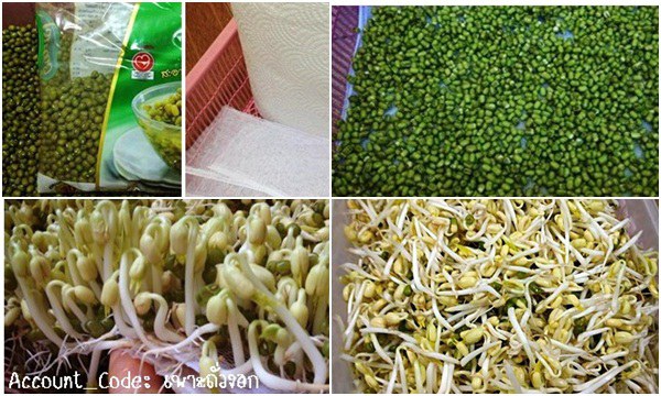 เพาะถั่วงอก