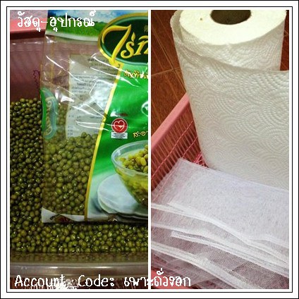 ถั่วงอก