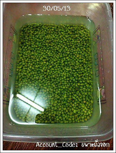 ถั่วงอก2