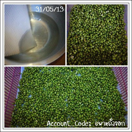 ถั่วงอก3