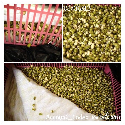 ถั่วงอก4