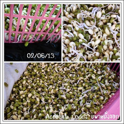 ถั่วงอก5