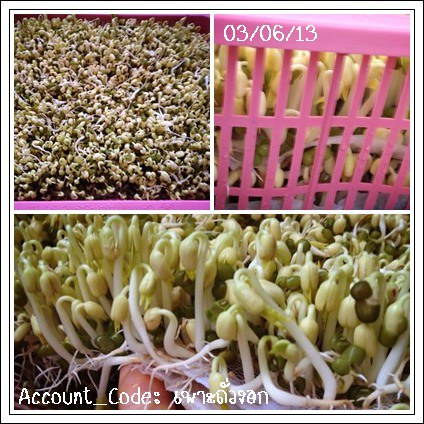 ถั่วงอก6