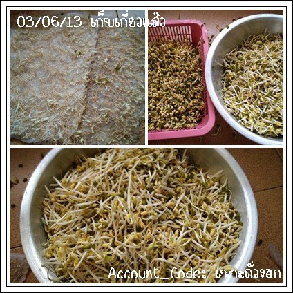 ถั่วงอก7