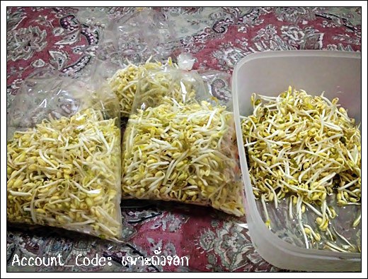 ถั่วงอก9