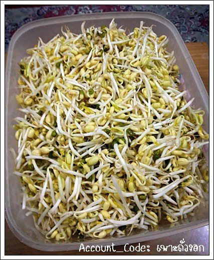 ถั่วงอก8