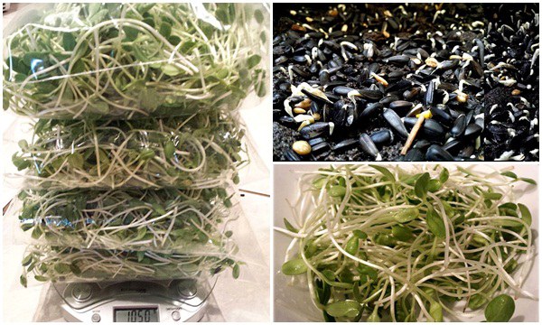 ต้นอ่อนทานตะวัน