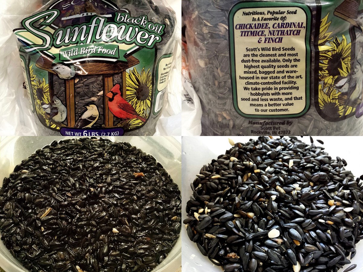 เพาะเมล็ดทานตะวันงอก1