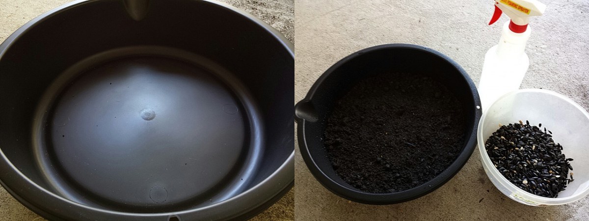 เพาะเมล็ดทานตะวันงอก2