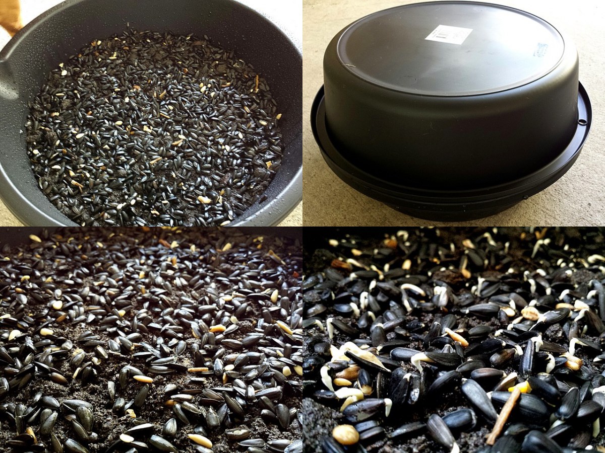 เพาะเมล็ดทานตะวันงอก3