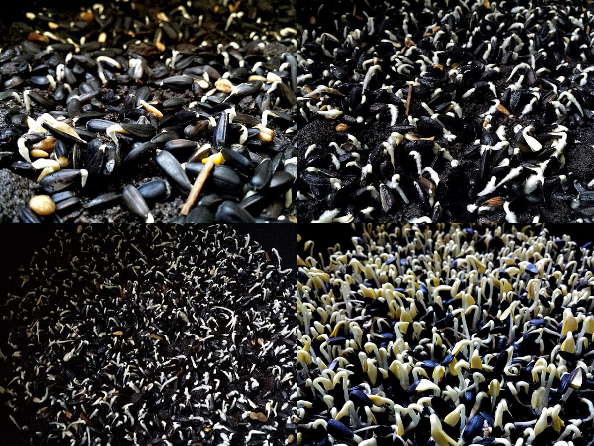 เพาะเมล็ดทานตะวันงอก4