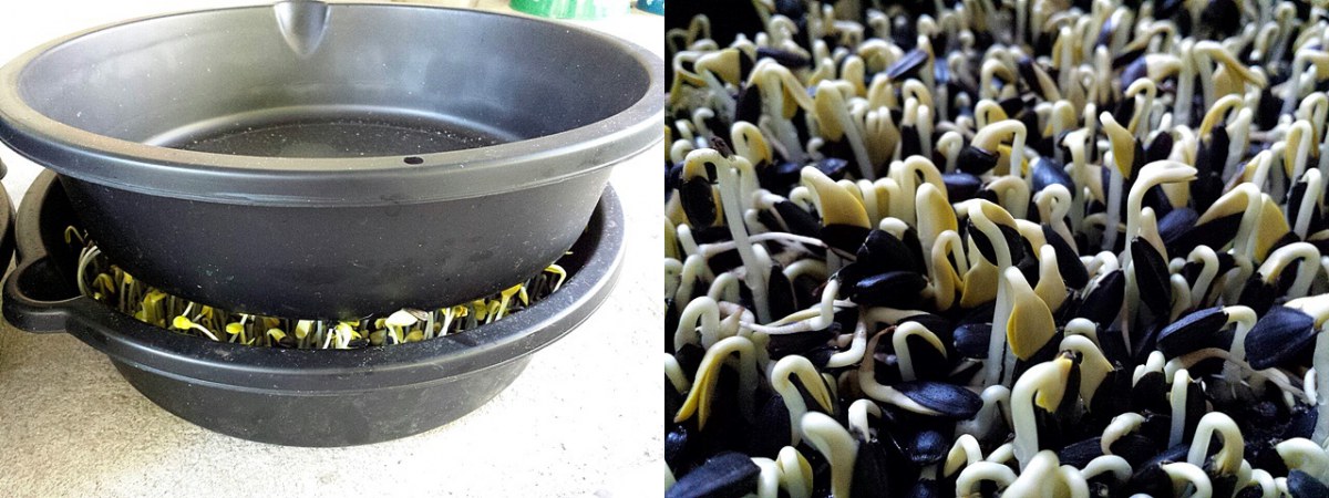 เพาะเมล็ดทานตะวันงอก5