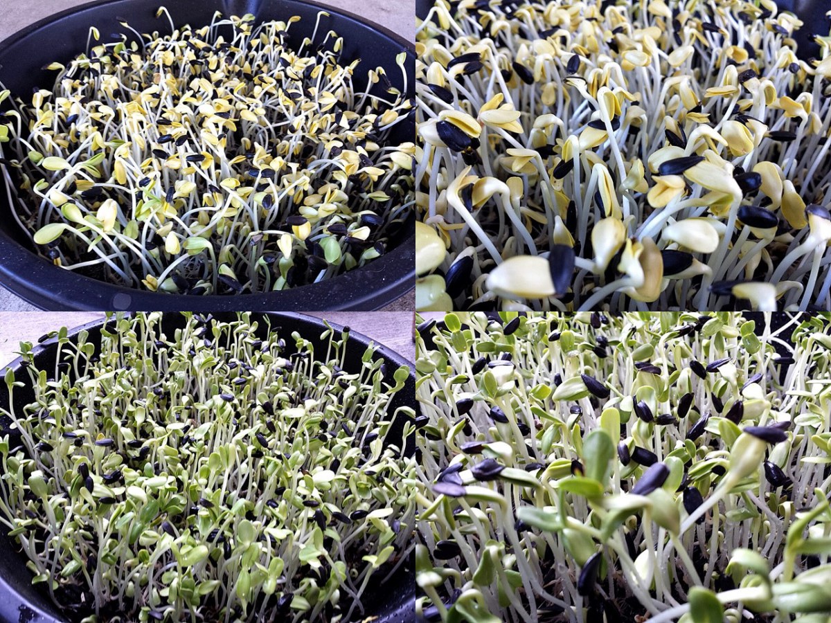 เพาะเมล็ดทานตะวันงอก6