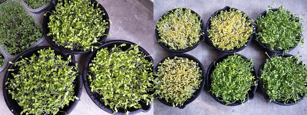 เพาะเมล็ดทานตะวันงอก7