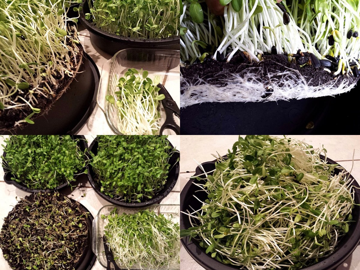 เพาะเมล็ดทานตะวันงอก10