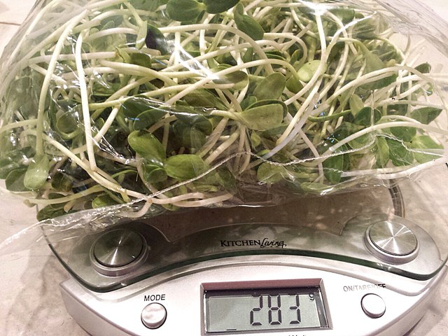 เพาะเมล็ดทานตะวันงอก11