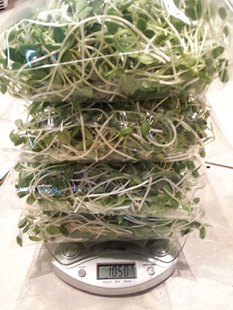 เพาะเมล็ดทานตะวันงอก12