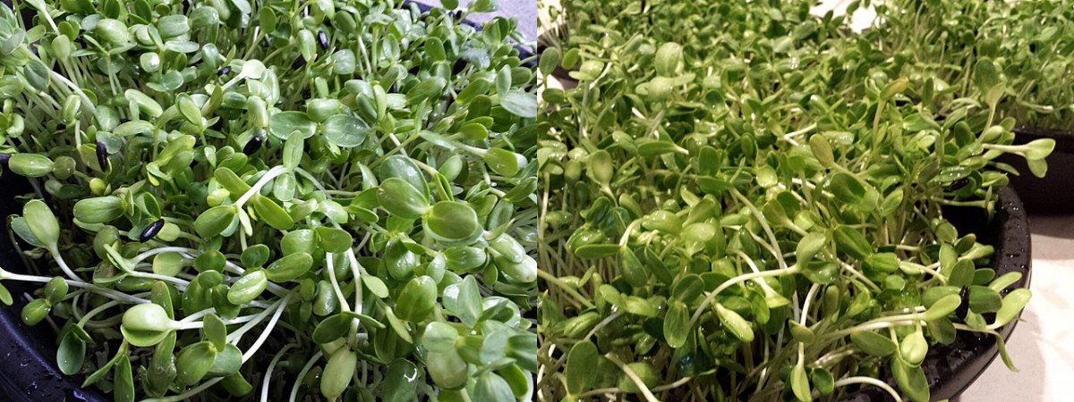 เพาะเมล็ดทานตะวันงอก8