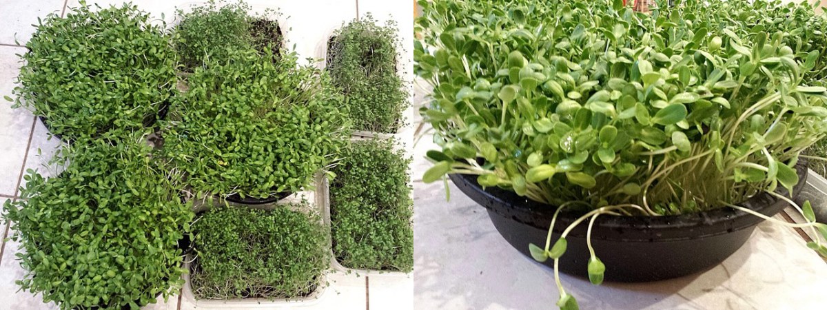 เพาะเมล็ดทานตะวันงอก9