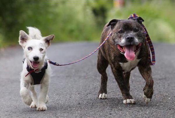 มิตรภาพตูบคู่หู หนึ่งสุนัขตาบอดกับอีกหนึ่งตาดี ที่พร้อมจะก้าวไปด้วยกัน