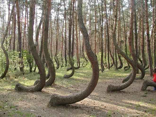 ป่าที่แปลกที่สุดในโลก