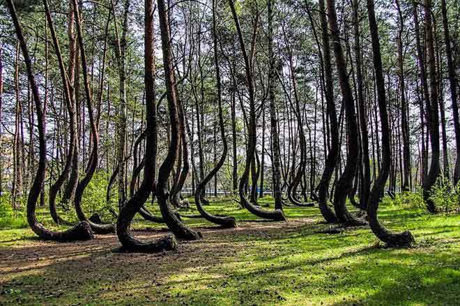 ป่าที่แปลกที่สุดในโลก