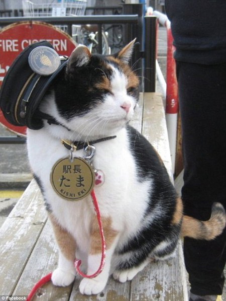 รถไฟญี่ปุ่นพึ่ง-“ทามะ”แมวน้อยเป็นนายสถานี-2.jpg