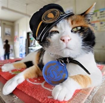 รถไฟญี่ปุ่นพึ่ง-“ทามะ”แมวน้อยเป็นนายสถานี-3.jpg
