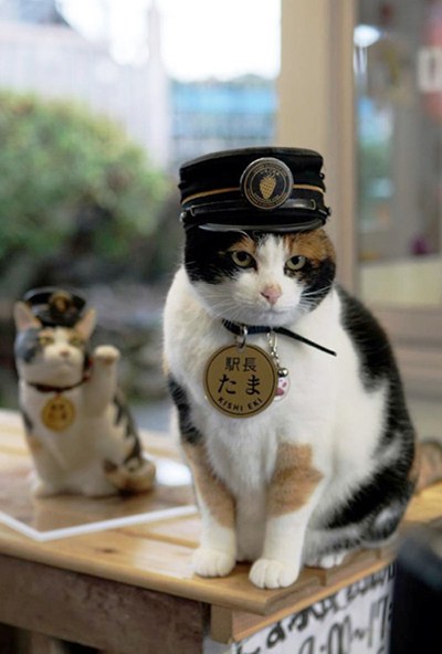 รถไฟญี่ปุ่นพึ่ง-“ทามะ”แมวน้อยเป็นนายสถานี-5.jpg