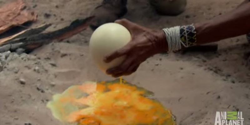ชนเผ่าเร่ร่อนกับวิธีการ"ทอดไข่นกกระจอกเทศสุดแปลก" (ด้วยการตอกไข่ลงบนพื้นทราย...)
