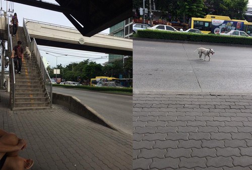 แห่ชื่นชม สุนัข แก้ปัญหาการข้ามถนน ได้สุดฉลาด!