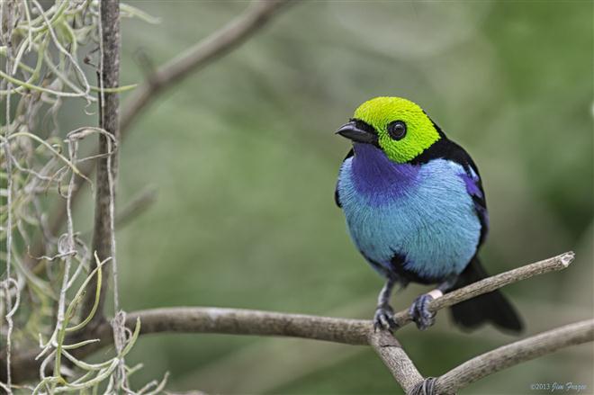 นกที่มีสีสันซับซ้อนที่สุดในโลก นก Paradise tanager