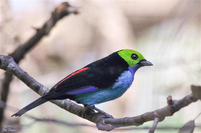 นกที่มีสีสันซับซ้อนที่สุดในโลก นก Paradise tanager