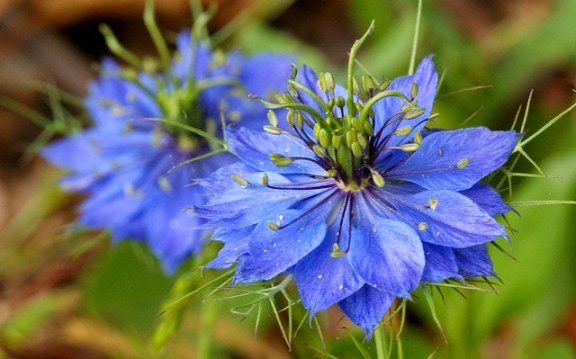 มาดูกัน Love in a mist คือ...? ทำไมคนพูดถึงจาก แอบรักออนไลน์