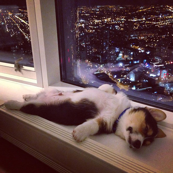 22 ภาพน้องหมา ที่เห็นว่าทุกที่คือ ที่นอน น่ารักสุดๆ