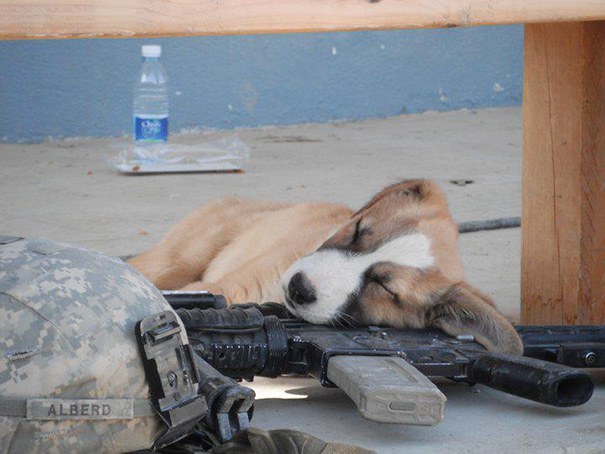 22 ภาพน้องหมา ที่เห็นว่าทุกที่คือ ที่นอน น่ารักสุดๆ