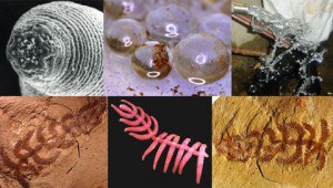 kpt-sa-devil-worm-makes-top10-species-list-480