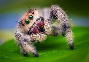 Himalayan-Jumping-Spider