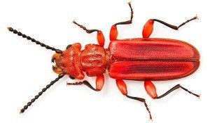3fitzsimmons_red_flat_bark_beetle