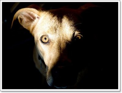 Dogilike.com :: 4 พฤติกรรม ของน้องหมาที่เราเข้าใจผิดมาตลอด!