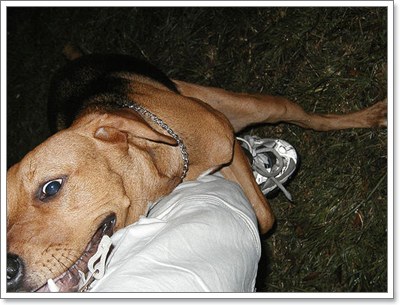 Dogilike.com :: 4 พฤติกรรม ของน้องหมาที่เราเข้าใจผิดมาตลอด!