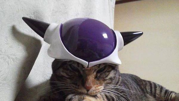 cat-cosplay (1)