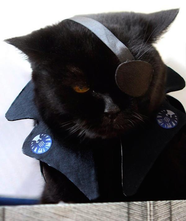 cat-cosplay (19)